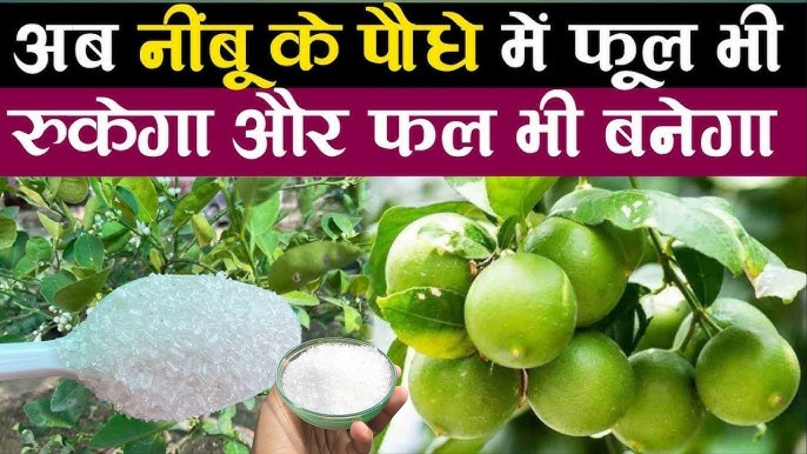 Gardening tips: नींबू के पौधे में झड़ रहे है फूल और छोटे फल, तो पौधे में डालें ये चमत्कारी चीज गुच्छों में नींबू से लद जाएगा पौधा, जाने नाम