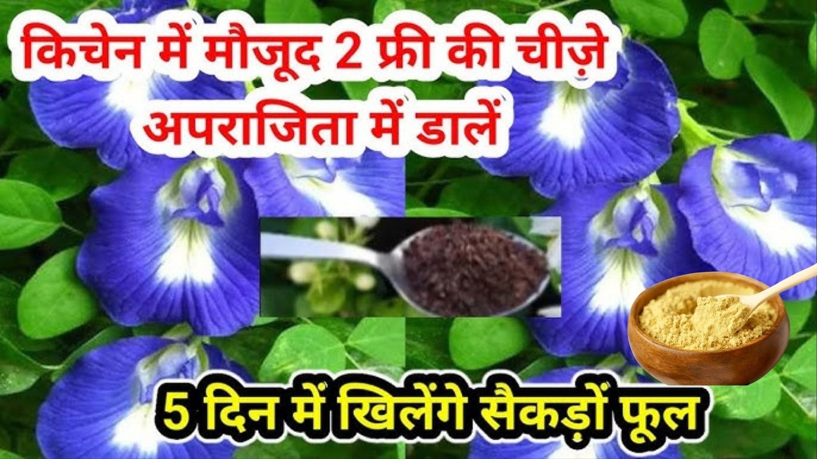 Gardening tips: अपराजिता की बेल में खिलेंगे नीचे से ऊपर तक फूल, बस पौधे में डालें ये 2 पौष्टिक खाद और देखें जादुई कमाल, जाने नाम