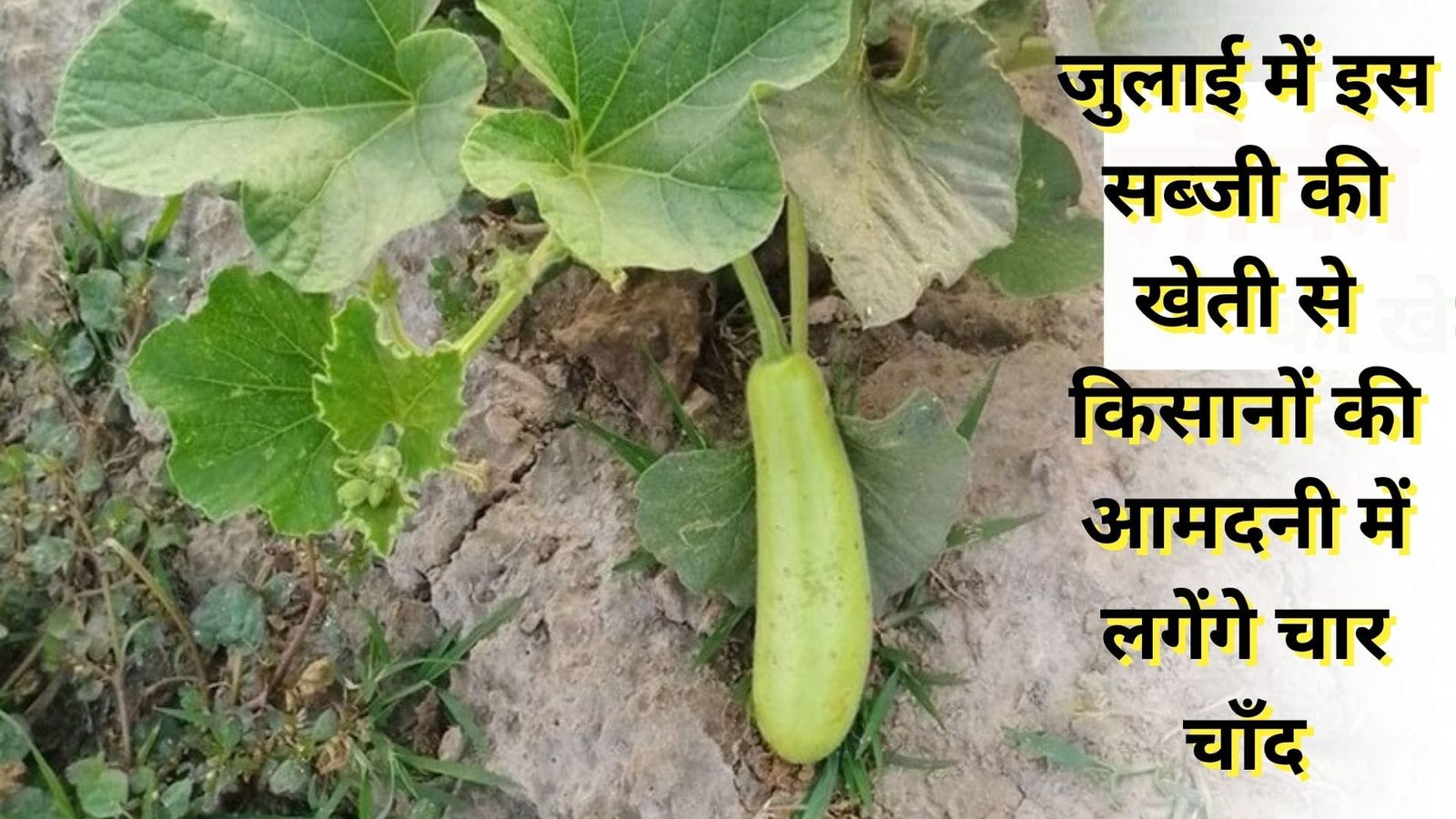 जुलाई में इस सब्जी की खेती से किसानों की आमदनी में लगेंगे चार चाँद, सिर्फ 56 दिनों में खेती से आने लगेंगे लाखों रूपए, जाने नाम