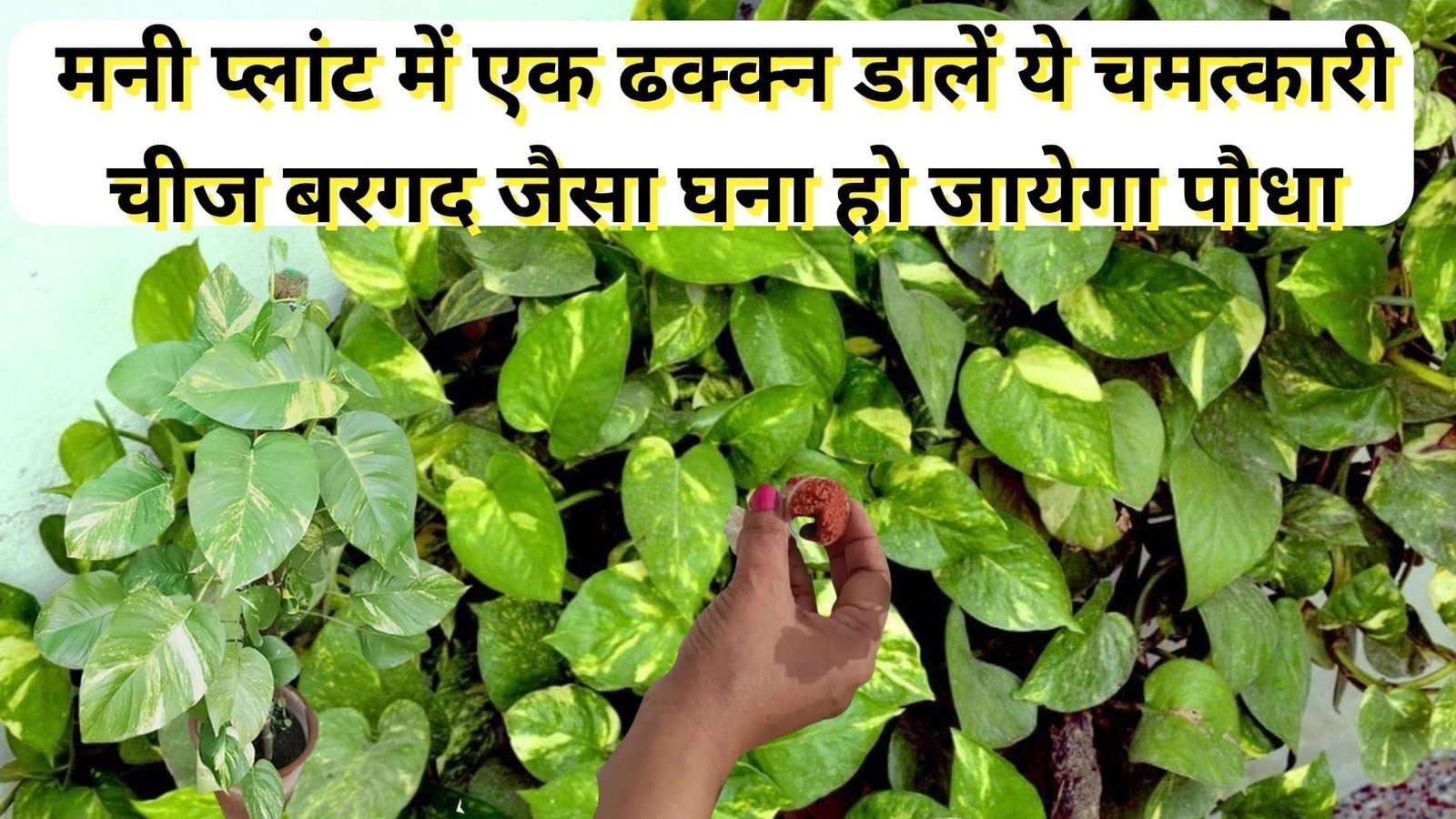 Gardening tips: मनी प्लांट में एक ढक्क्न डालें ये चमत्कारी चीज, बरगद जैसा घना हो जायेगा पौधा एक भी पत्ती पीली होकर नीचे नहीं झड़ेगी