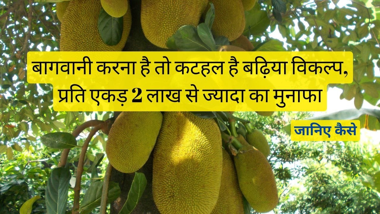 कटहल की खेती कब और कैसे करें