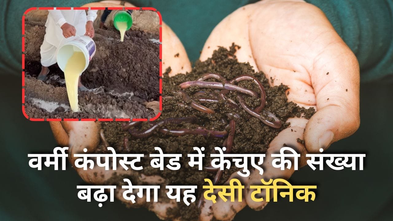 केंचुए की संख्या बढ़ाने के लिए उपाय