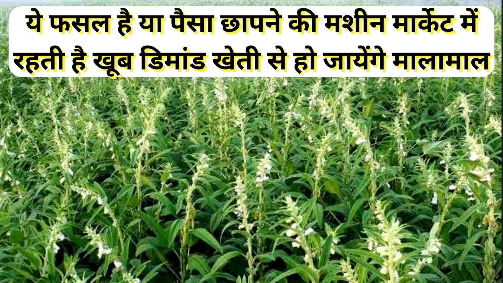 ये फसल है या पैसा छापने की मशीन, मार्केट में रहती है खूब डिमांड खेती से मालामाल हो जायेंगे किसान, जाने नाम