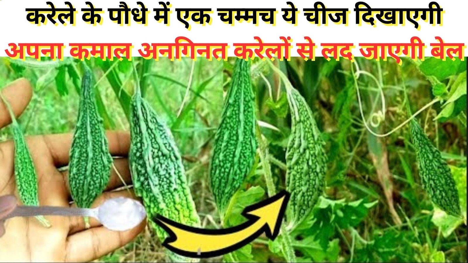 Gardening tips: करेले के पौधे में एक चम्मच ये चीज दिखाएगी अपना कमाल अनगिनत करेलों से लद जाएगी बेल तोड़ते-तोड़ते थक जायेंगे, जाने नाम