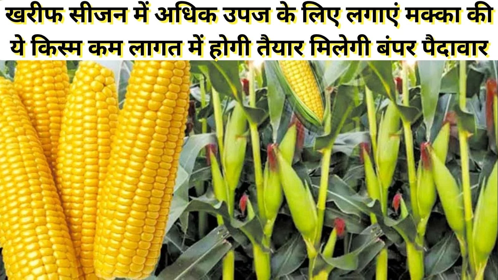 खरीफ सीजन में अधिक उपज के लिए लगाएं मक्का की ये किस्म, कम लागत में होगी तैयार मिलेगी बंपर पैदावार के साथ छप्परफाड़ कमाई, जाने नाम