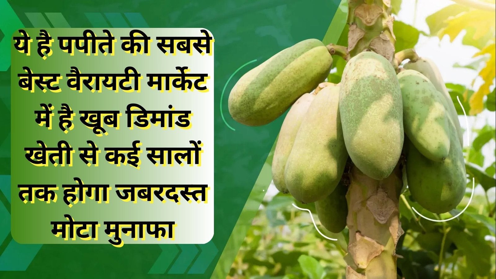 ये है पपीते की सबसे बेस्ट वैरायटी, मार्केट में है खूब डिमांड खेती से कई सालों तक होगा जबरदस्त मोटा मुनाफा, जाने नाम और विशेषताएं