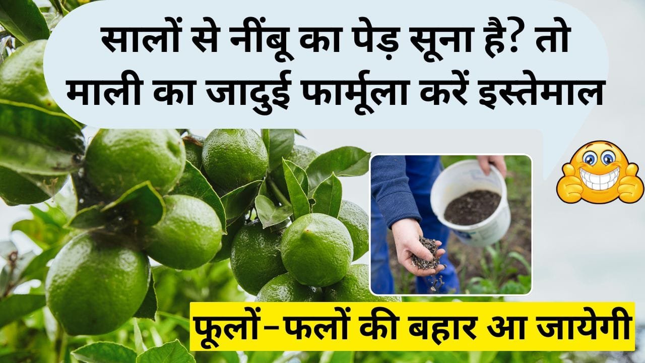 नींबू के लिए घरेलू खाद