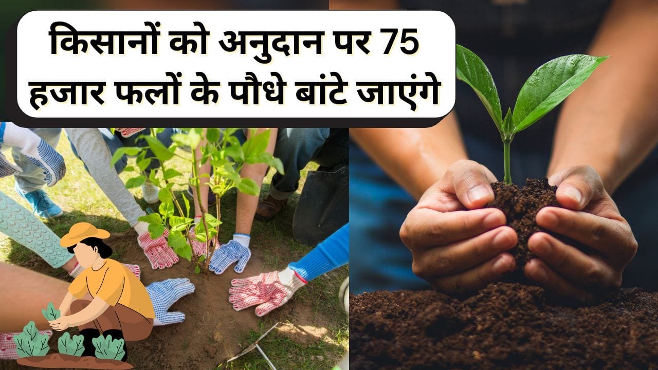 किसानों को सब्सिडी पर पौधे दिए जा रहे हैं