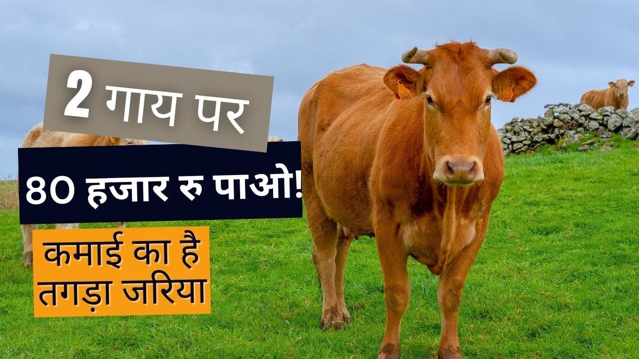 मुख्यमंत्री स्वदेशी गौ संवर्धन योजना