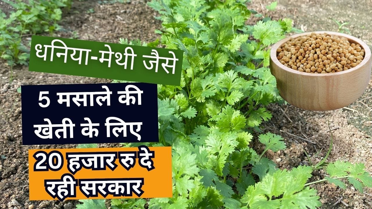 बीज मसाले योजना