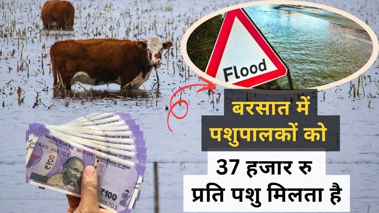 बाढ़ में पशुओं की मृत्यु पर कितना मुआवजा मिलता है?