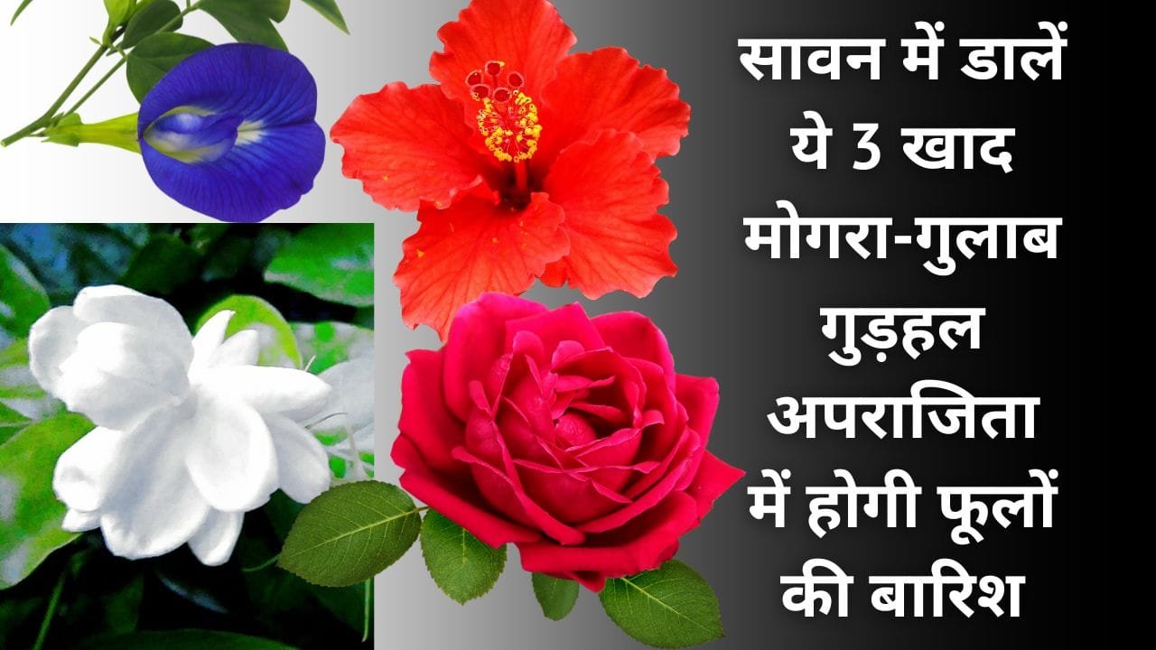 सावन में फूलों के गमले में ये 3 जैविक खाद डालें