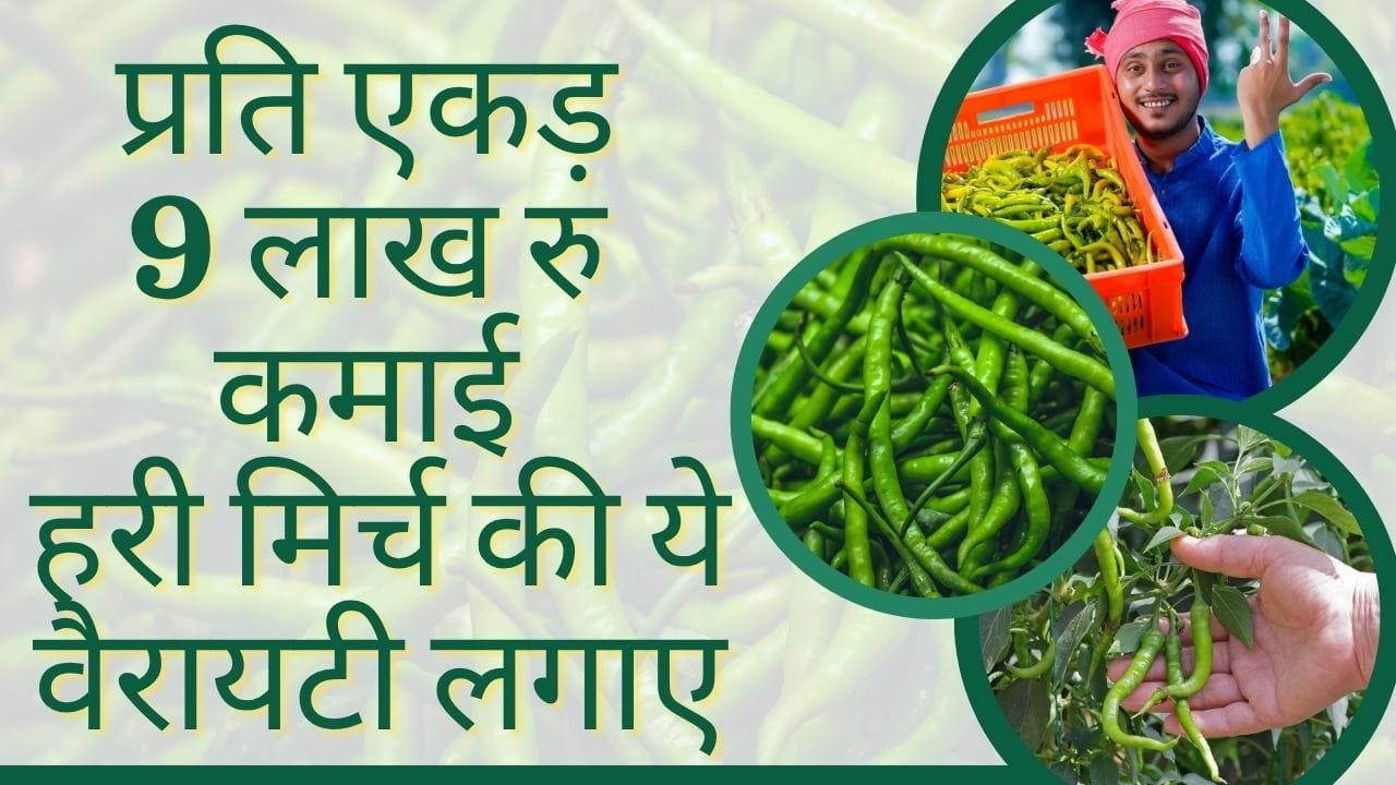 बरसात में हरी मिर्च की खेती