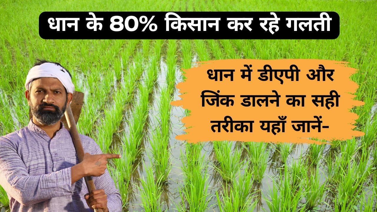 धान में डीएपी और जिंक डालने का सही तरीका