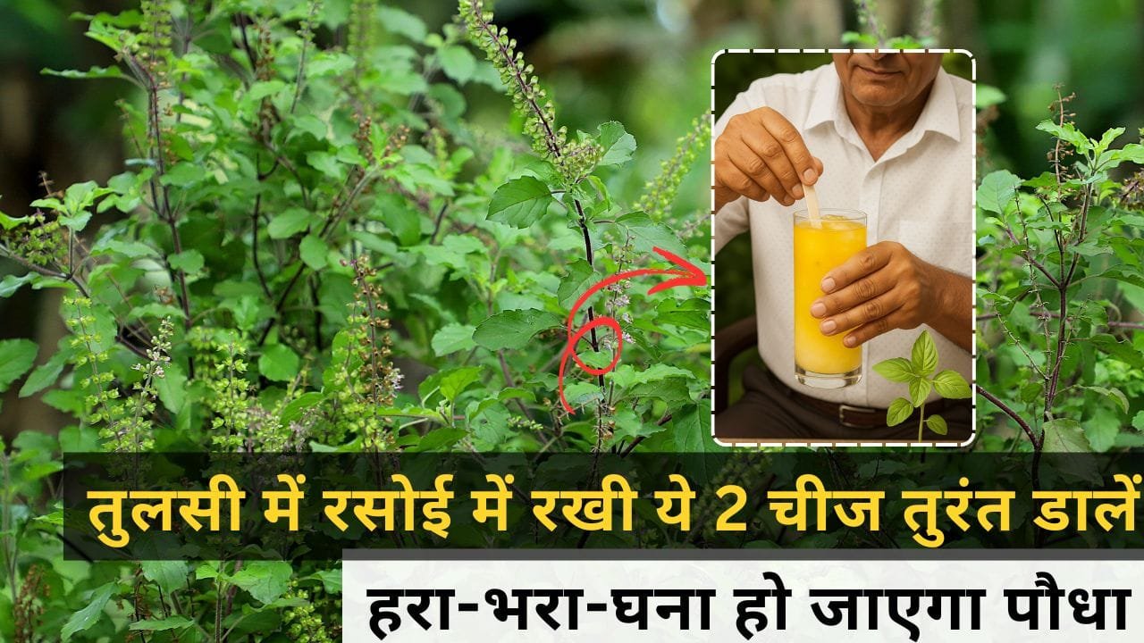 तुलसी के लिए घरेलू उपाय