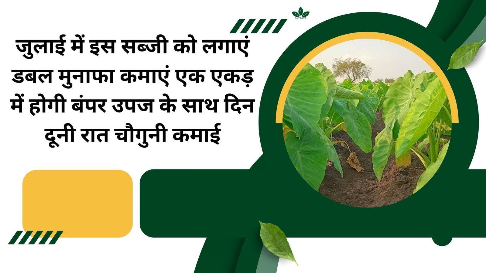 जुलाई में इस सब्जी को लगाएं डबल मुनाफा कमाएं, एक एकड़ में होगी बंपर उपज के साथ दिन दूनी रात चौगुनी कमाई, जाने नाम
