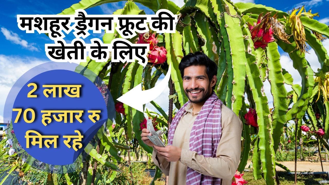 ड्रैगन फ्रूट की खेती के लिए सब्सिडी