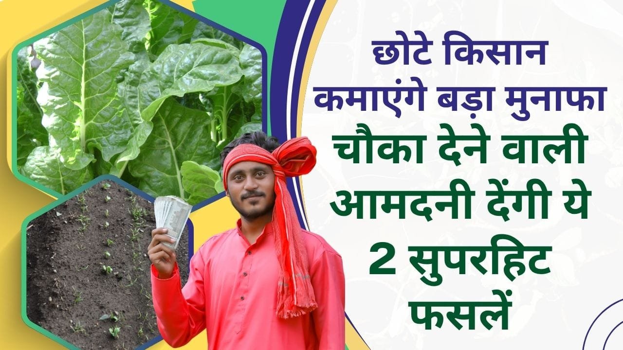 अगस्त में लगाएं यह 2 फसल