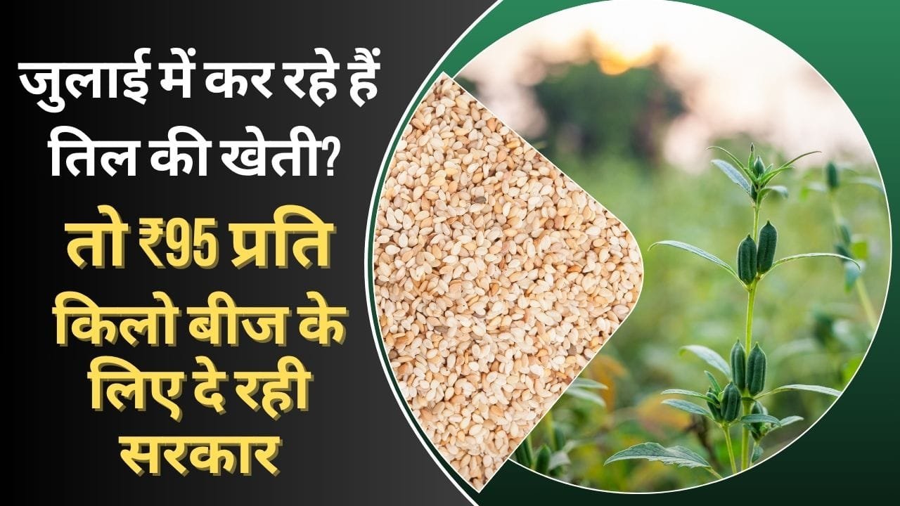 तिल के बीजों पर सब्सिडी