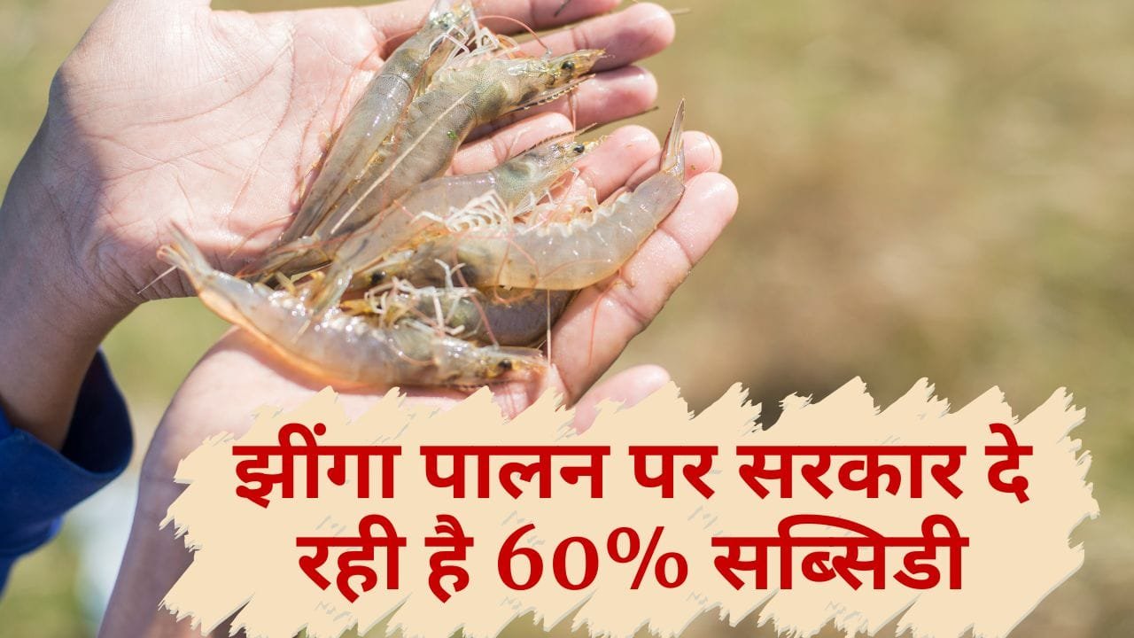 झींगा पालन के लिए सब्सिडी