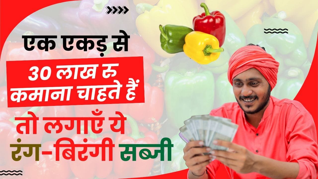 शिमला मिर्च की खेती