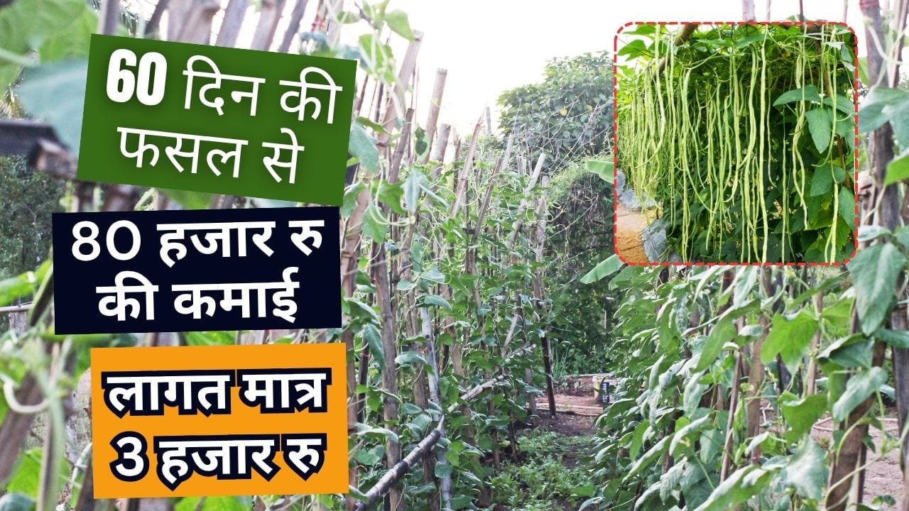 इस हरी सब्जी की खेती से अच्छी कमाई हो रही है