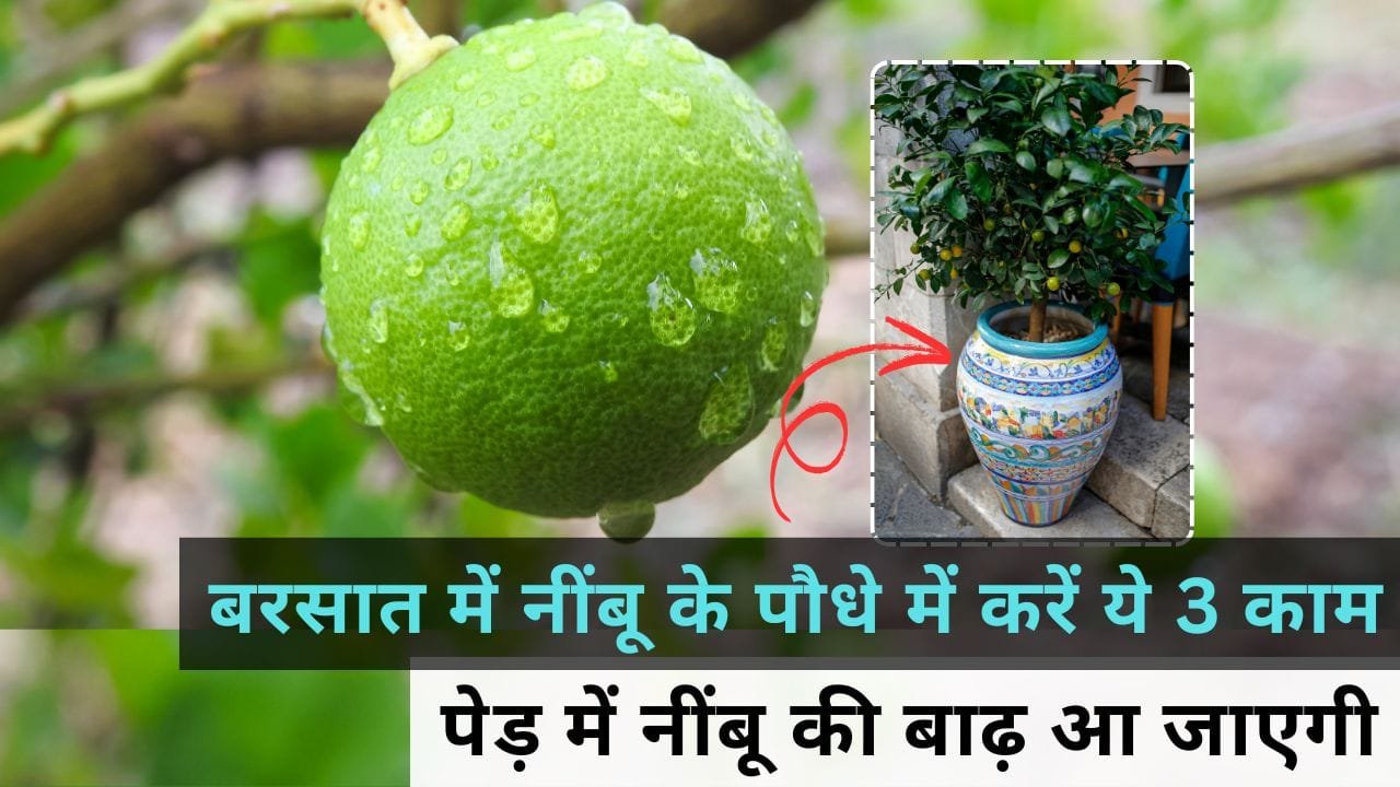 नींबू के पेड़ में डालें यह फ्री की खाद