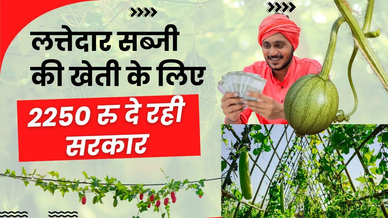 लत्तेदार सब्जियों की खेती के लिए अनुदान
