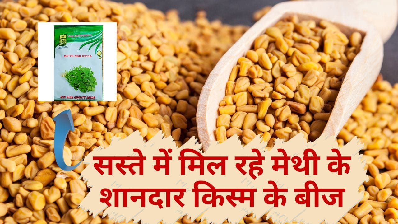 मेथी के बीज