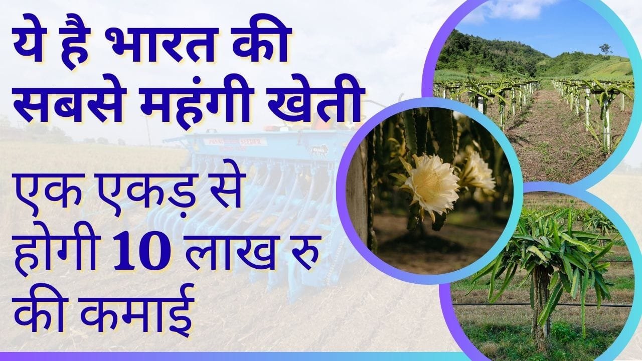 ड्रैगन फ्रूट की खेती