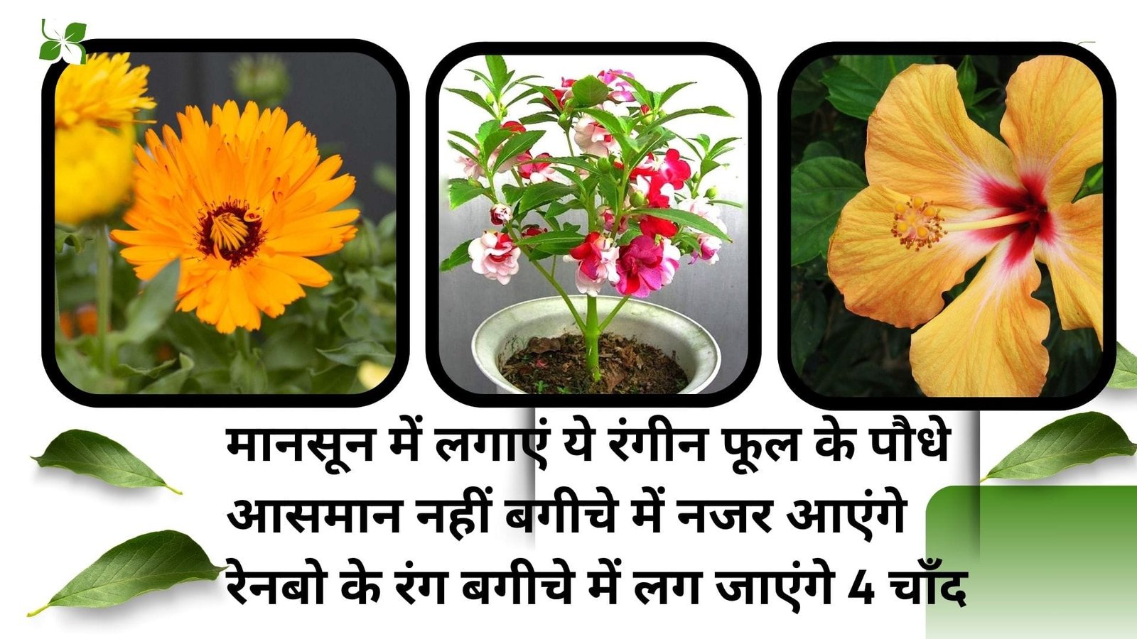 मानसून में लगाएं ये खूबसूरत रंगीन फूल के पौधे, आसमान नहीं बगीचे में नजर आएंगे रेनबो के रंग बगीचे में लग जाएंगे 4 चाँद