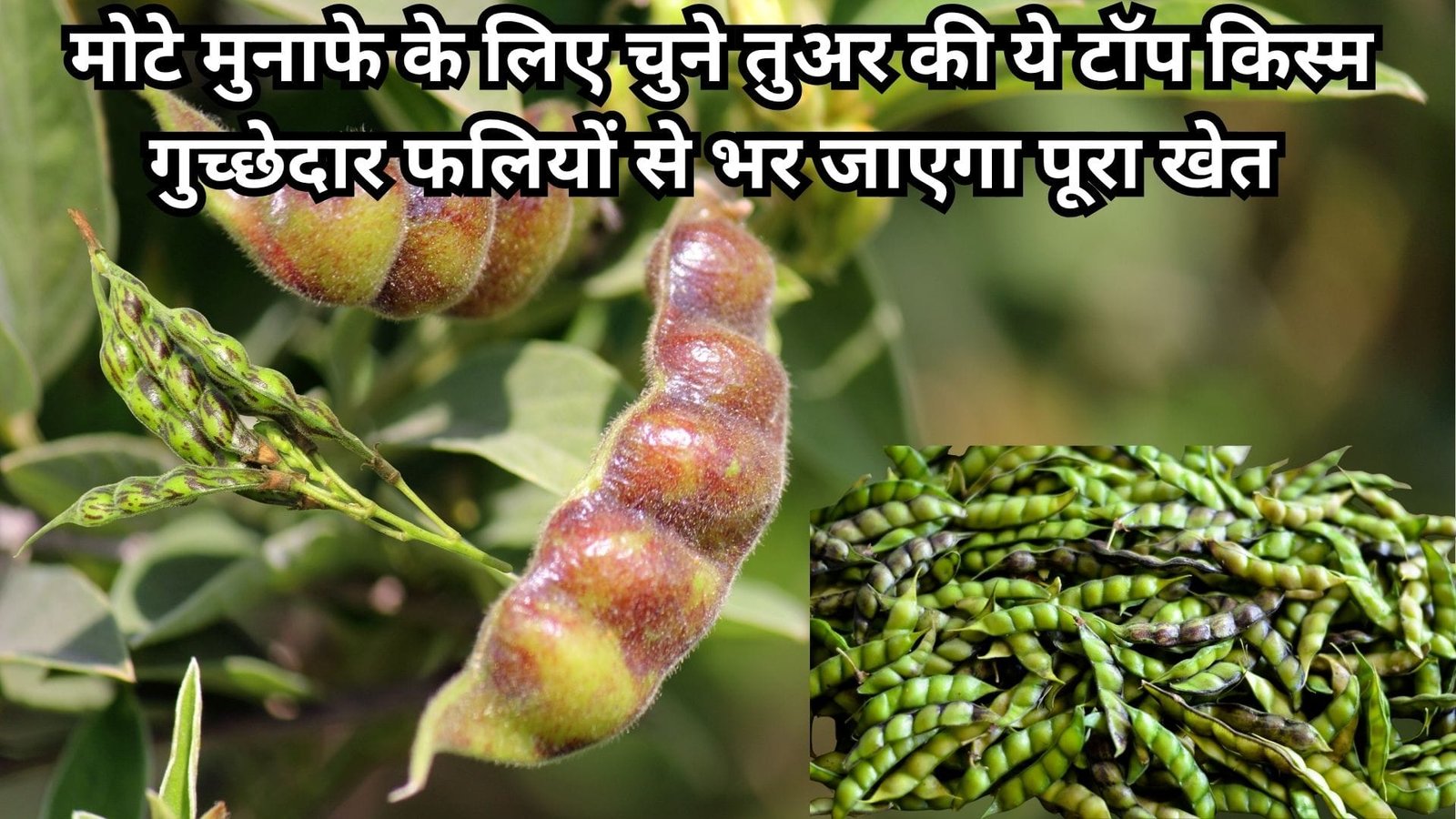 मोटे मुनाफे के लिए चुने तुअर की ये टॉप किस्म, गुच्छेदार फलियों से भर जाएगा पूरा खेत दाने-दाने में है उच्च मिनरल्स, जाने विशेषताएं