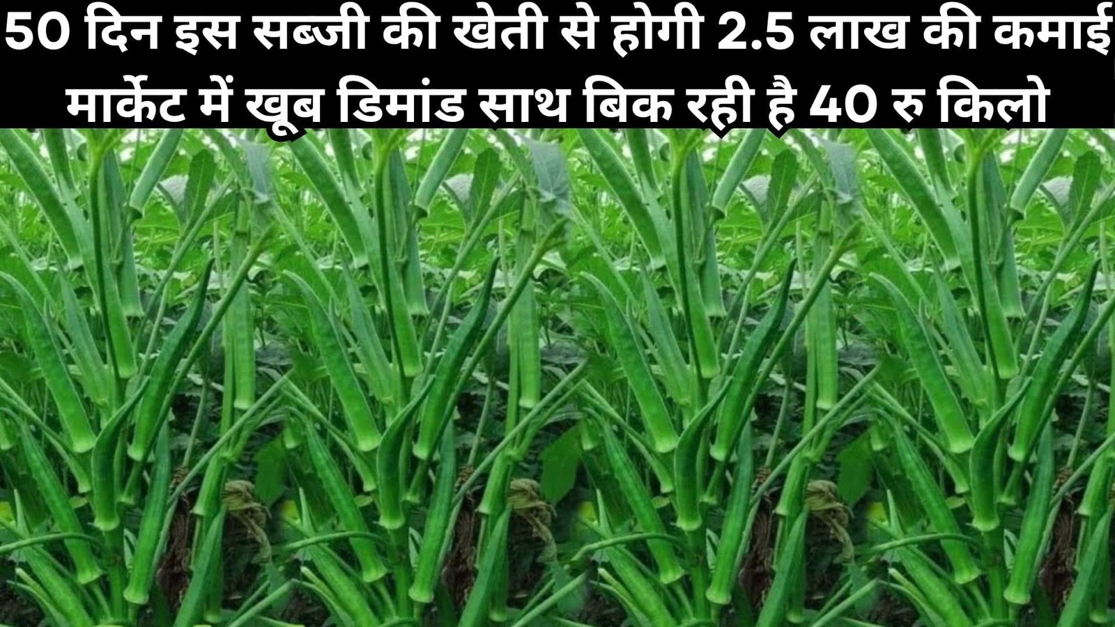 सिर्फ 50 दिन इस सब्जी की खेती से होगी 2.5 लाख की कमाई, मार्केट में खूब डिमांड साथ बिक रही है 40 रूपए प्रति किलो, जानिए विशेषताएं