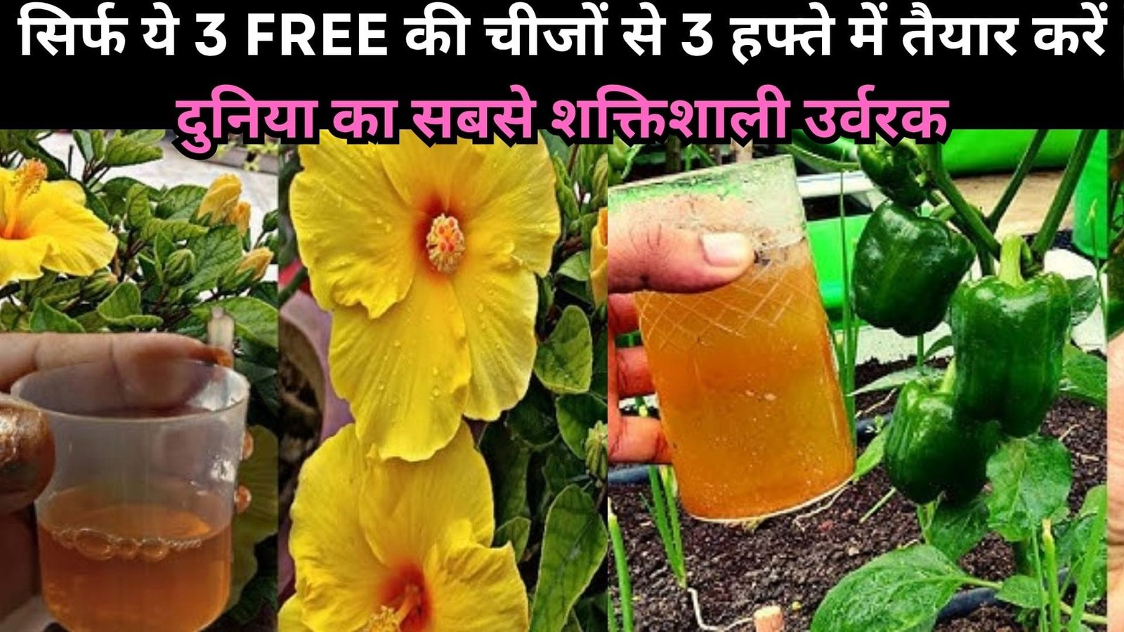 सिर्फ ये 3 FREE की चीजों से 3 हफ्ते में तैयार करें दुनिया का सबसे शक्तिशाली उर्वरक, फल-फूल-सब्जी सभी पौधों से झोला भर-भर कर मिलेगी उपज