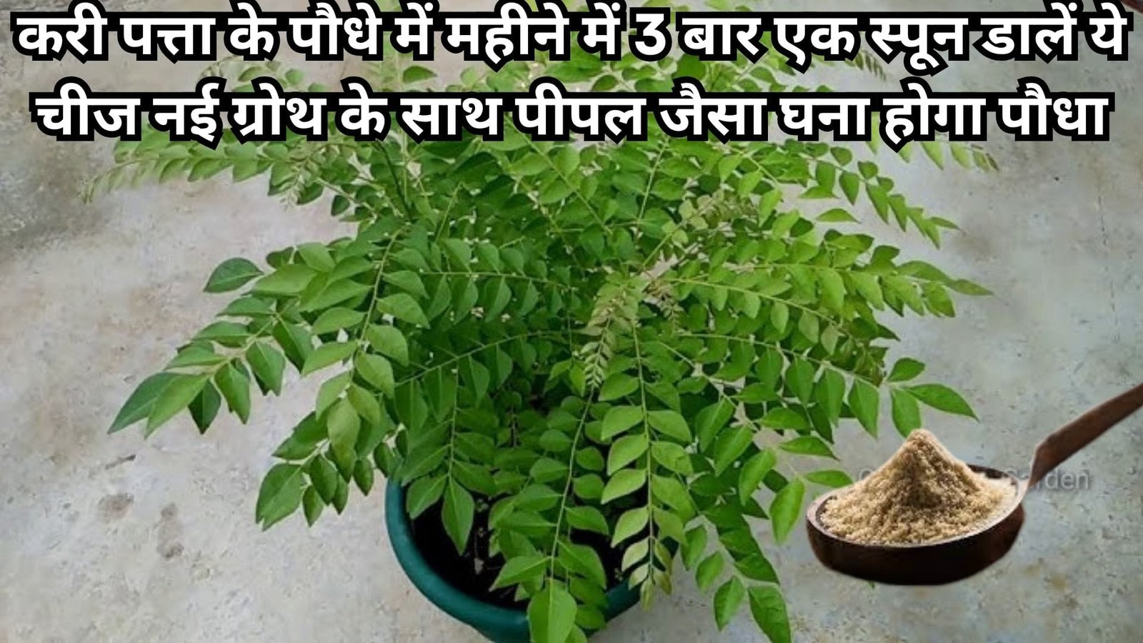करी पत्ता के पौधे में महीने में 3 बार एक स्पून डालें ये चीज, नई ग्रोथ के साथ पीपल जैसा घना होगा पौधा पडोसी भी पूछेंगे राज, जानिए नाम