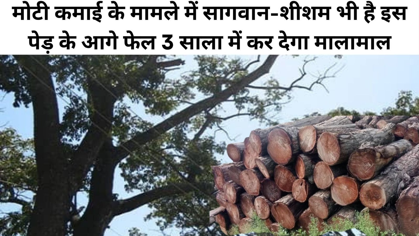 मोटी कमाई के मामले में सागवान-शीशम भी है फेल इस पेड़ के आगे, 3 साला में होगा तैयार कर देगा मालामाल, जानिए विशेषताएं