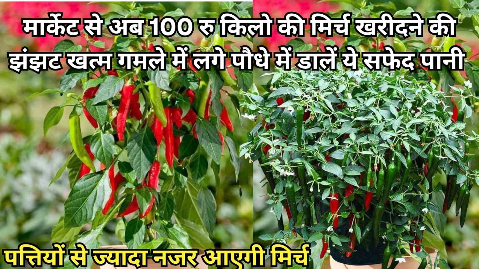 मार्केट से अब 100 रूपए किलो की मिर्च खरीदने की झंझट खत्म, गमले में लगे पौधे में डालें ये सफेद पानी पत्तियों से ज्यादा नजर आएगी तीखी मिर्च