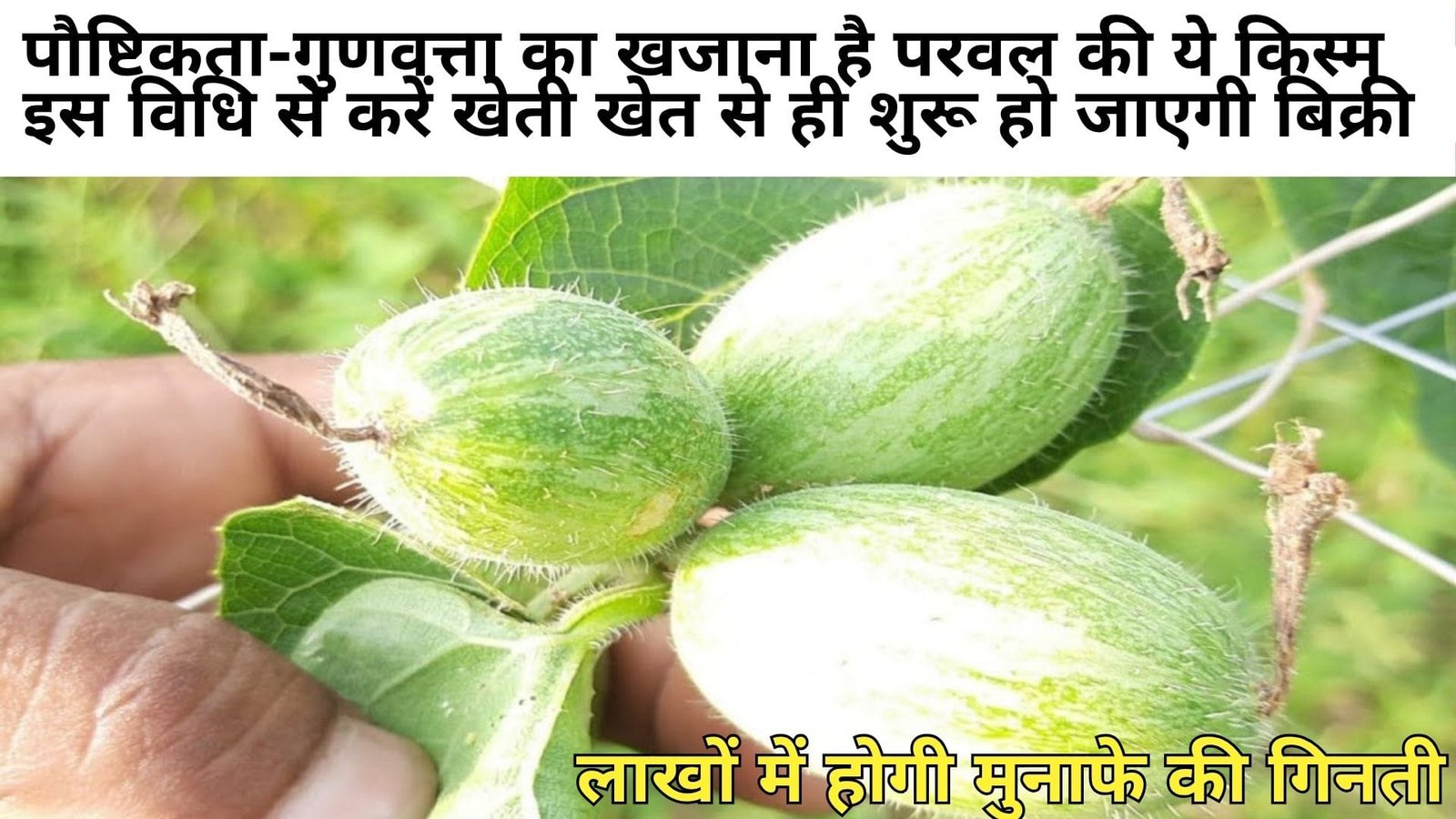 पौष्टिकता-गुणवत्ता का खजाना है परवल की ये किस्म, इस विधि से करें खेती खेत से ही शुरू हो जाएगी बिक्री लाखों में होगी मुनाफे की गिनती, जानिए विशेषताएं