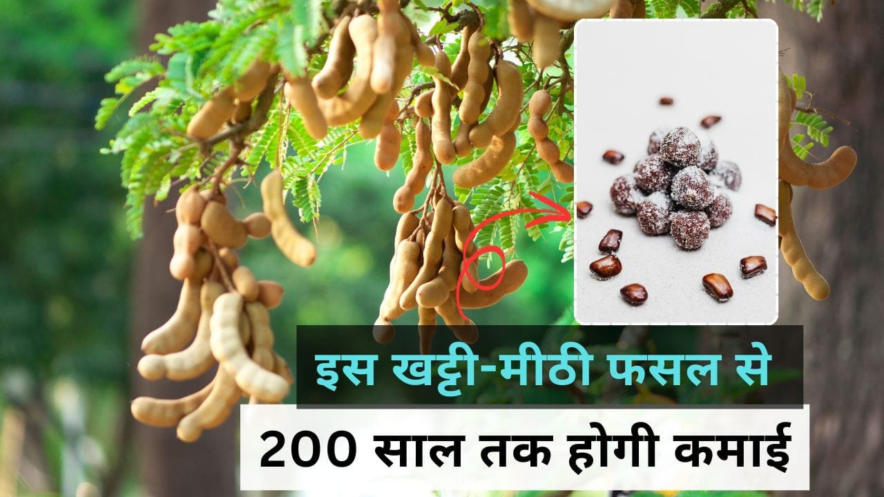 इमली की खेती