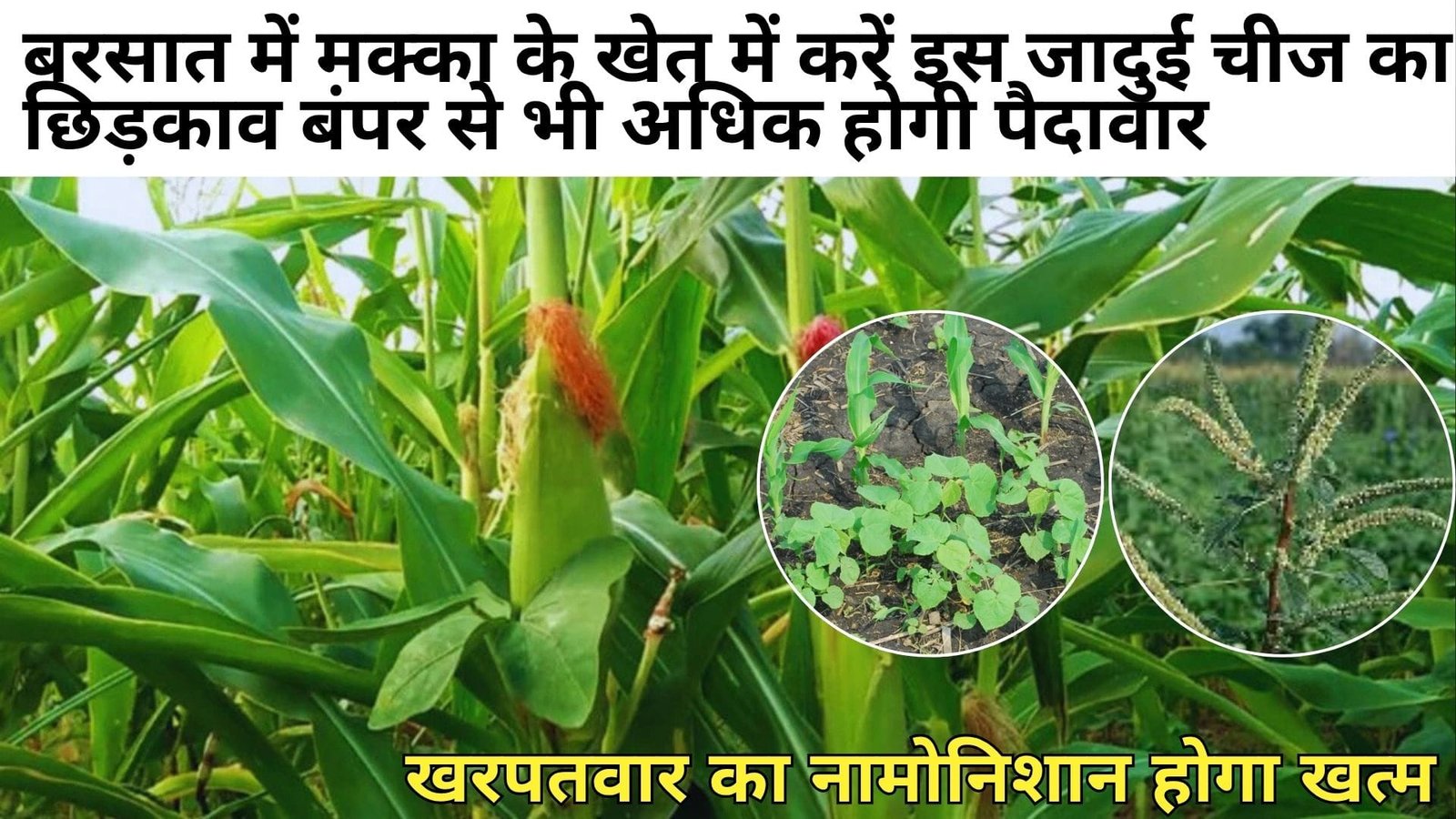 बरसात में मक्का के खेत में करें इस जादुई चीज का छिड़काव, बंपर से भी अधिक होगी पैदावार खरपतवार का नामोनिशान होगा खत्म, जानिए नाम