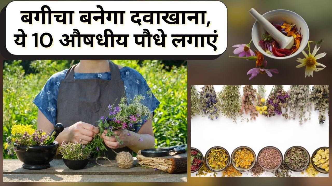 औषधीय और मसाले वाले पौधे