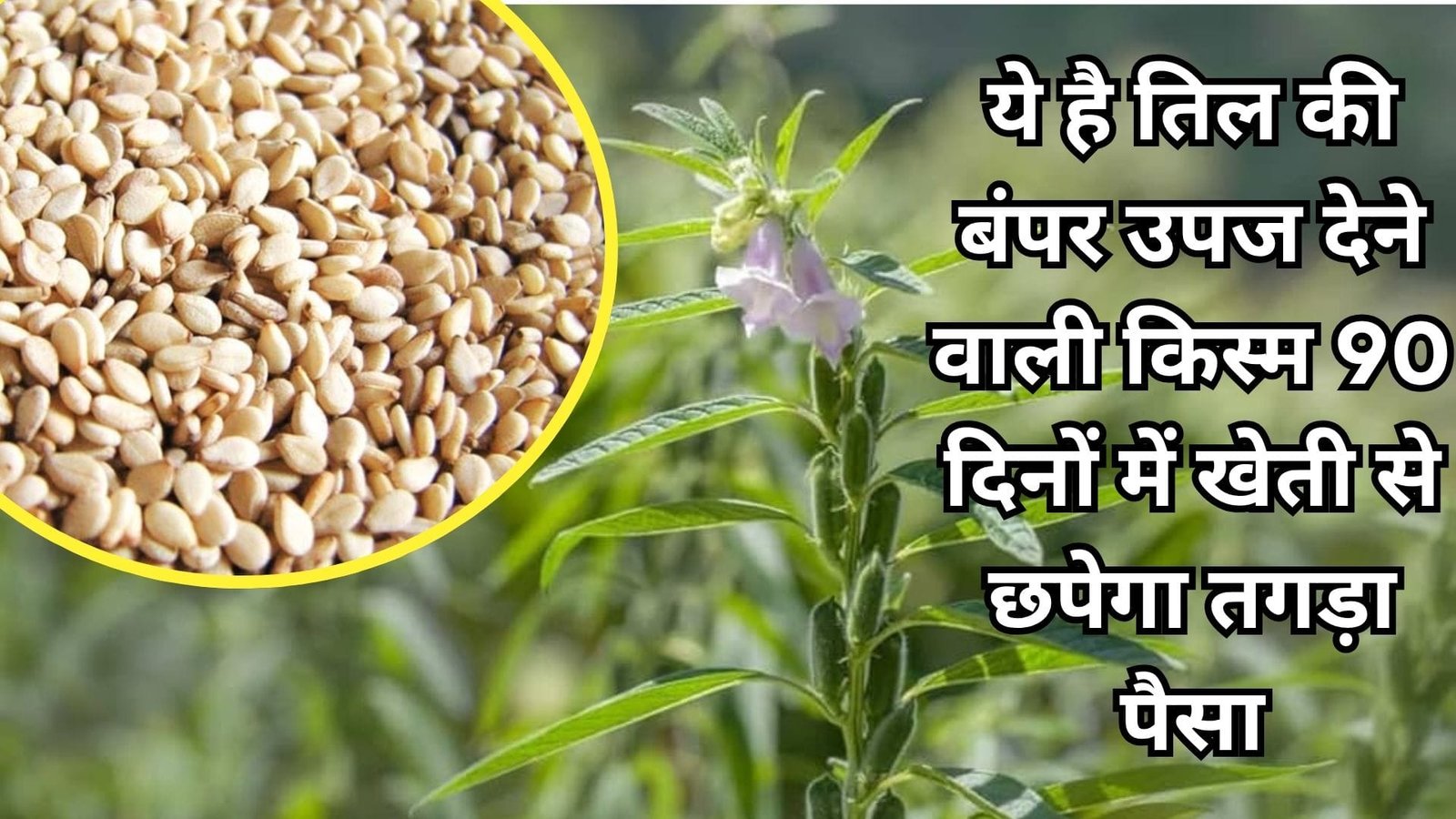 ये है तिल की बंपर उपज देने वाली किस्म, 90 दिनों में खेती से छपेगा तगड़ा पैसा मार्केट मचा देगी तहलका, जानिए विशेषताएं