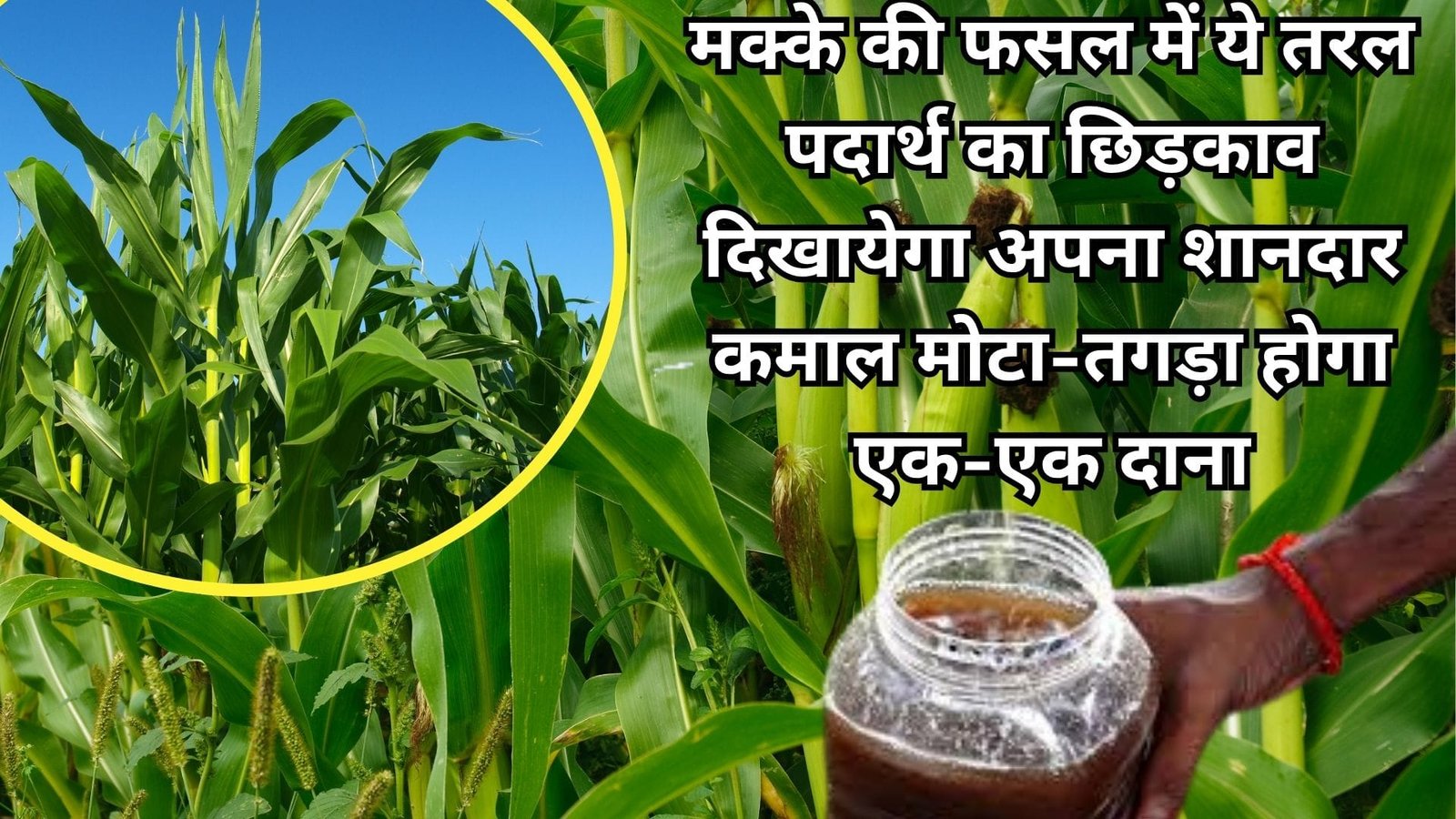 मक्के की फसल में ये तरल पदार्थ का छिड़काव दिखायेगा अपना शानदार कमाल, मोटा-तगड़ा होगा एक-एक दाना उपज देख पूरा गांव रह जायेगा दंग