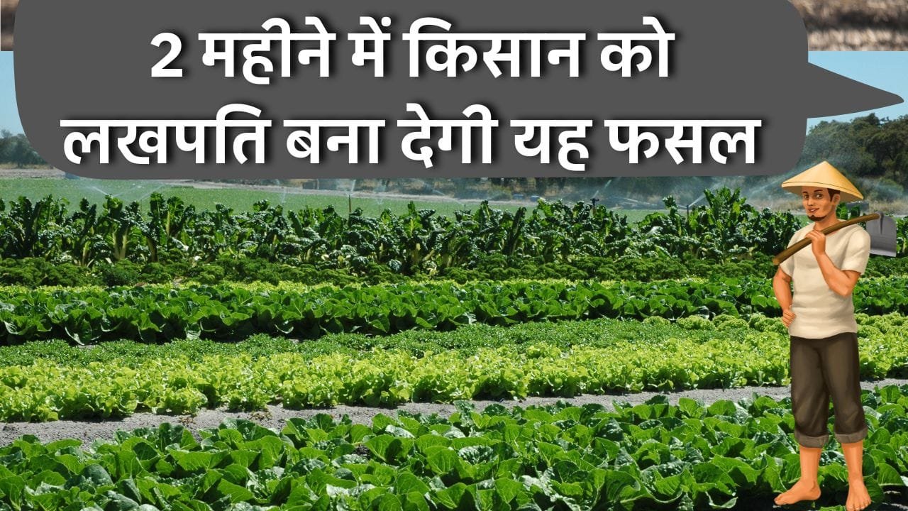 फूल गोभी की खेती