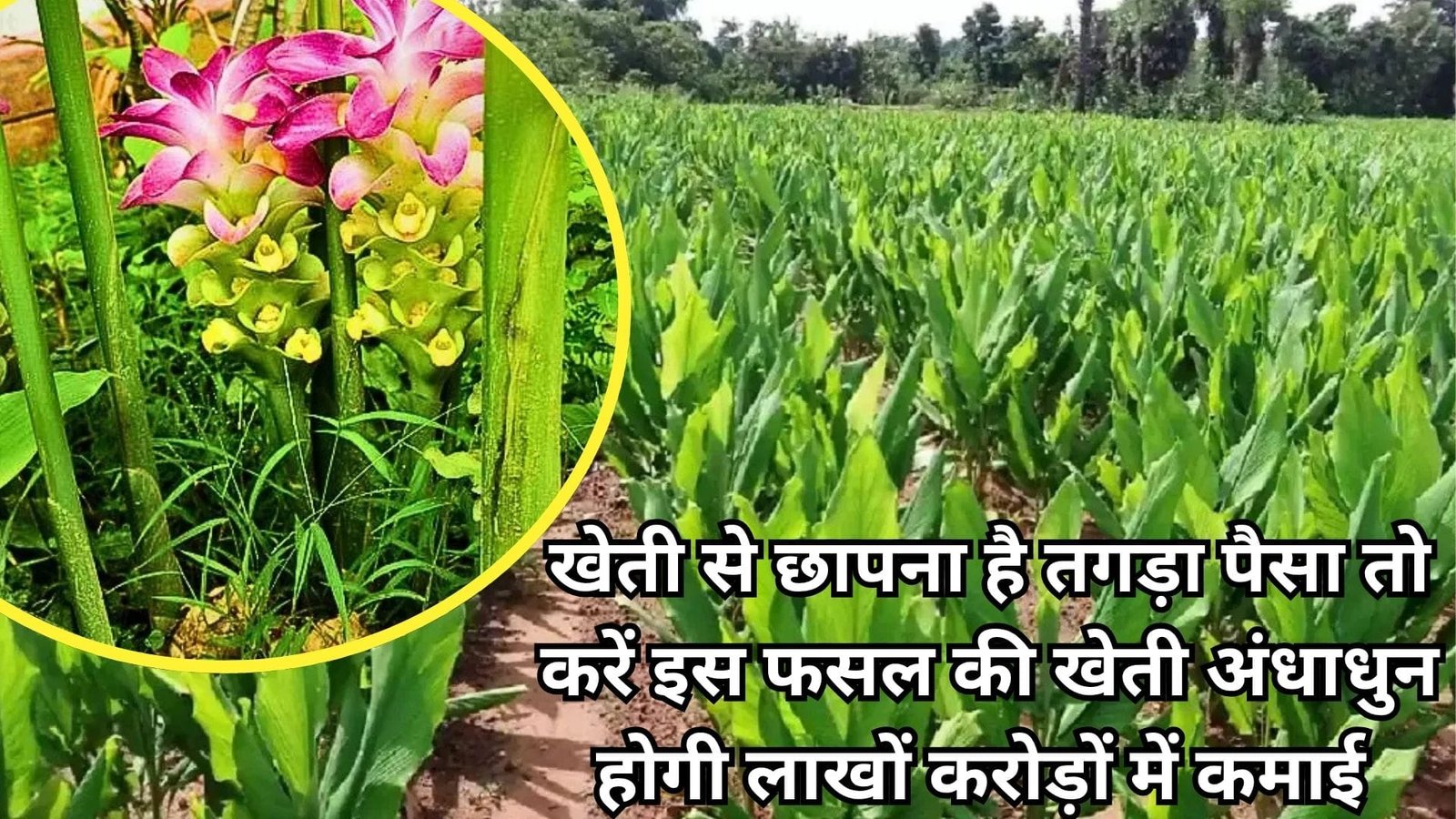 खेती से छापना है तगड़ा पैसा तो करें इस फसल की खेती, अंधाधुन होगी लाखों करोड़ों में कमाई मार्केट में है जबरदस्त मांग, जानिए नाम