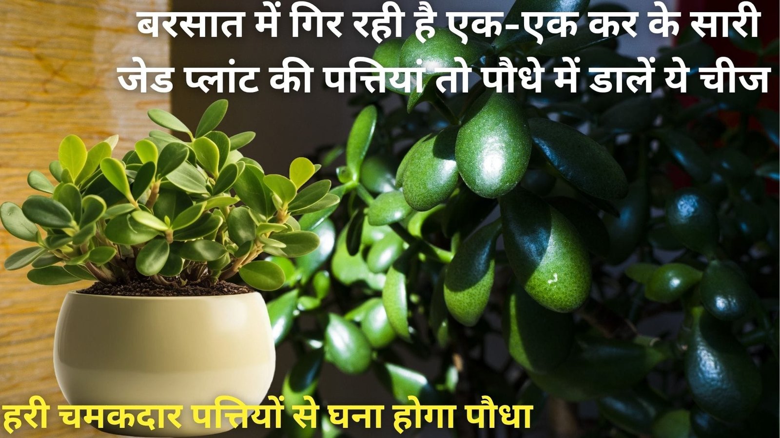 बरसात में गिर रही है एक-एक कर के सारी जेड प्लांट की पत्तियां, तो पौधे में डालें ये चमत्कारी चीज हरी चमकदार पत्तियों से घना होगा पौधा