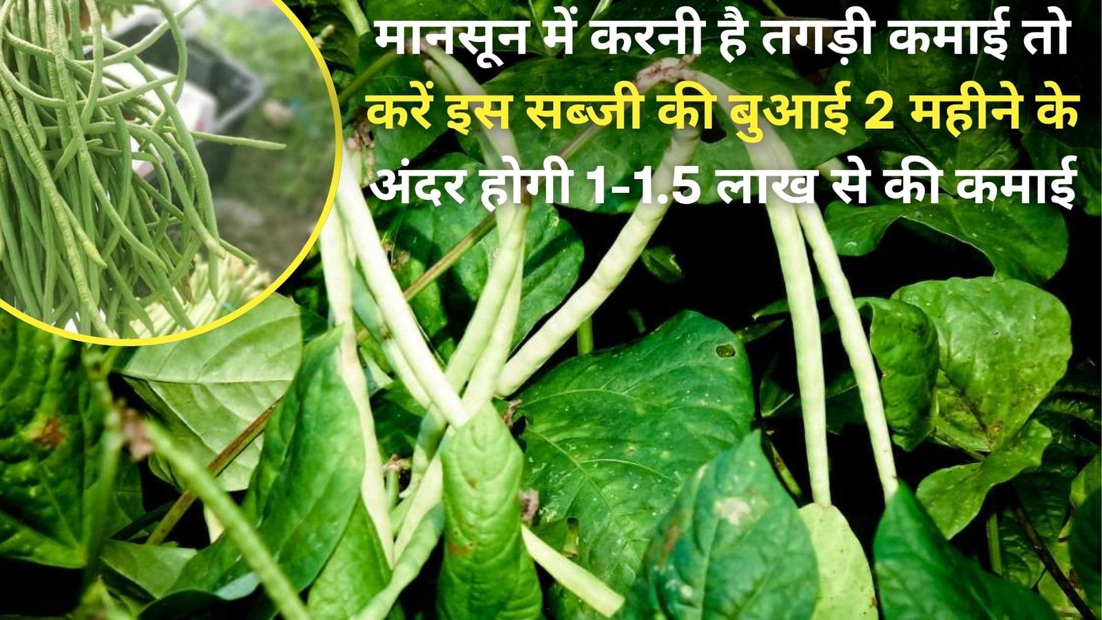 मानसून में करनी है तगड़ी कमाई तो करें इस सब्जी की बुआई, 2 महीने के अंदर होगी 1-1.5 लाख से ज्यादा की कमाई, जानिए विशेस्ताएं