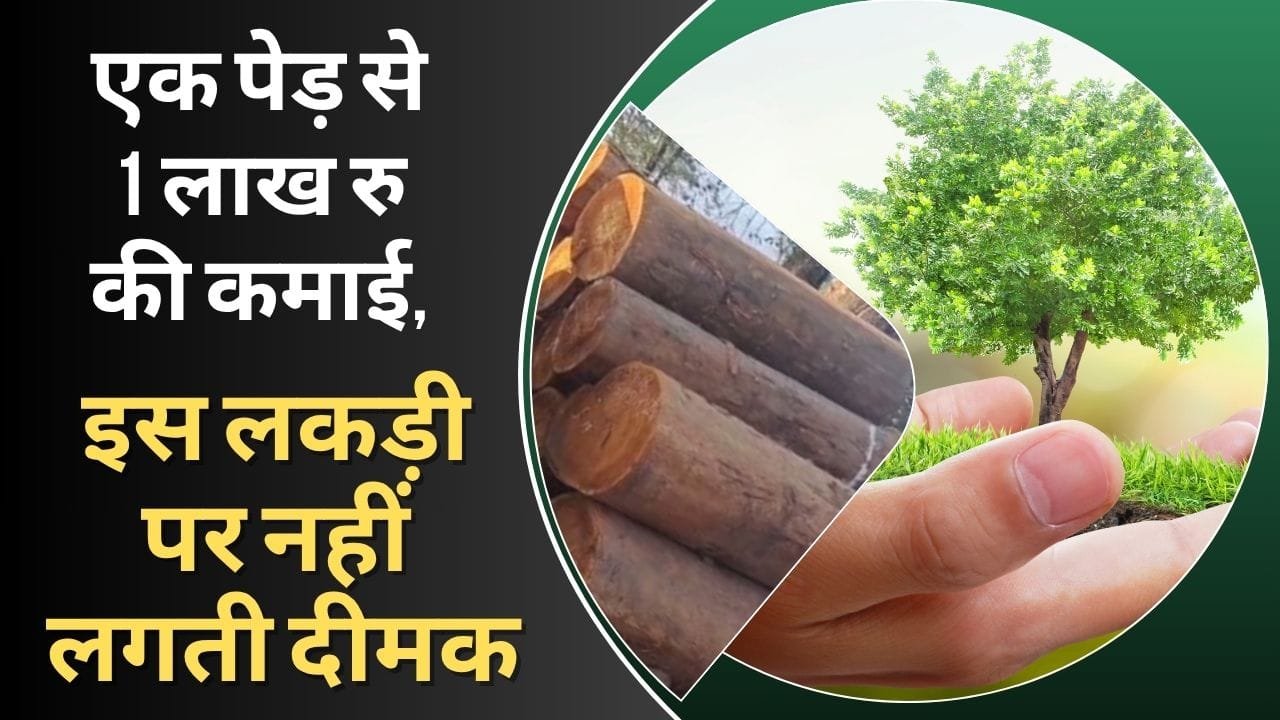 तुन के पेड़