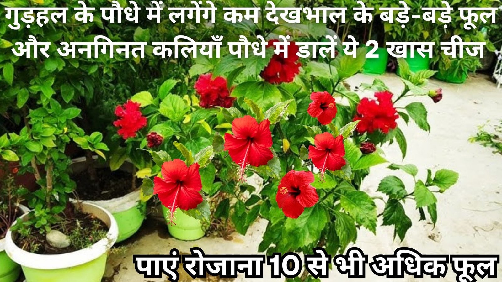 मानसून में गुड़हल के पौधे में लगेंगे कम देखभाल के बड़े-बड़े फूल और अनगिनत कलियाँ, पौधे में डालें ये 2 खास चीज और पाएं रोजाना 10 से भी अधिक फूल