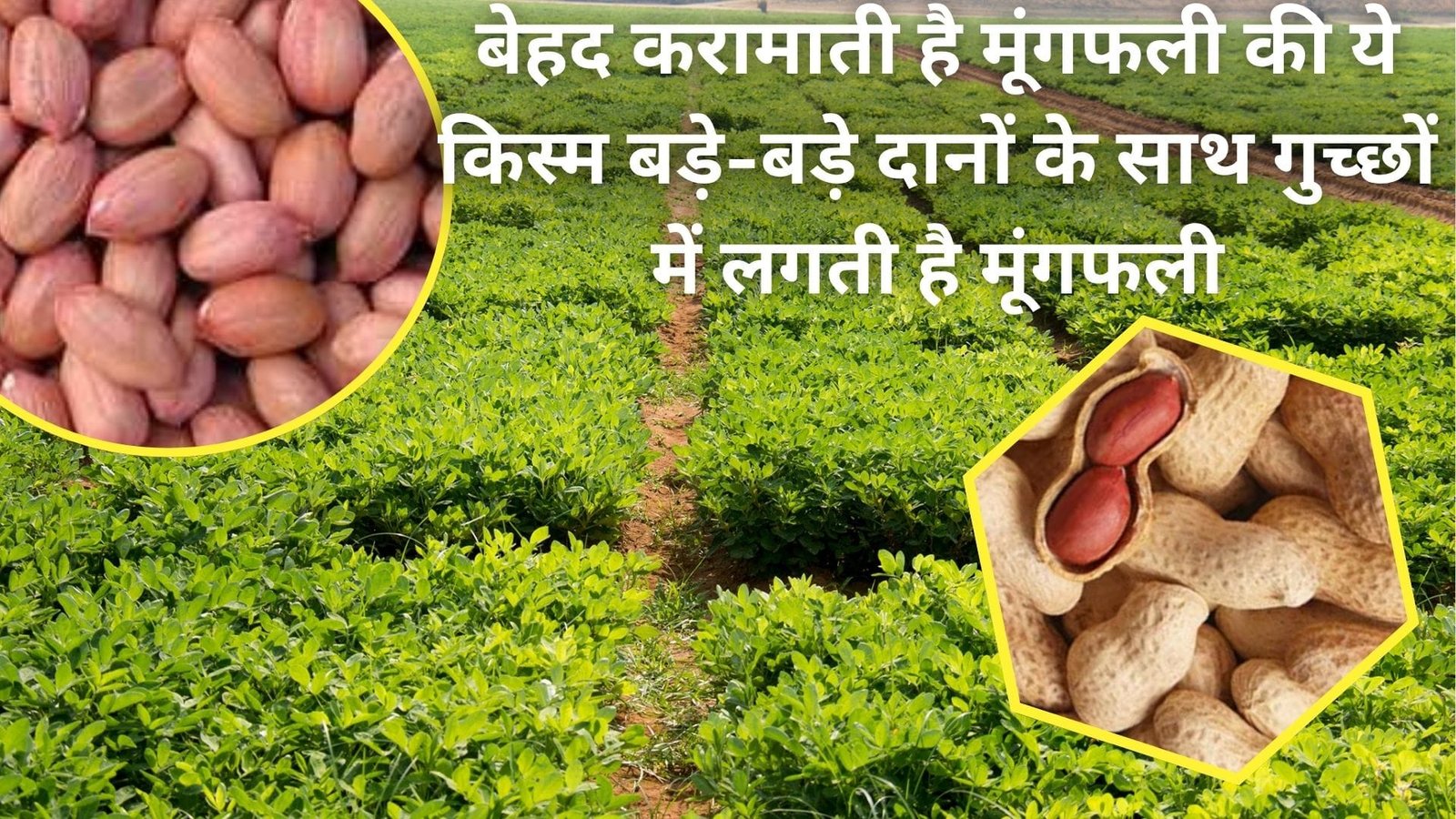 बेहद करामाती है मूंगफली की ये किस्म, बड़े-बड़े दानों के साथ गुच्छों में लगती है मूंगफली मार्केट में होती है हाथों हांथ बिक्री, जाने विशेषताएं